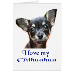 chihuahua