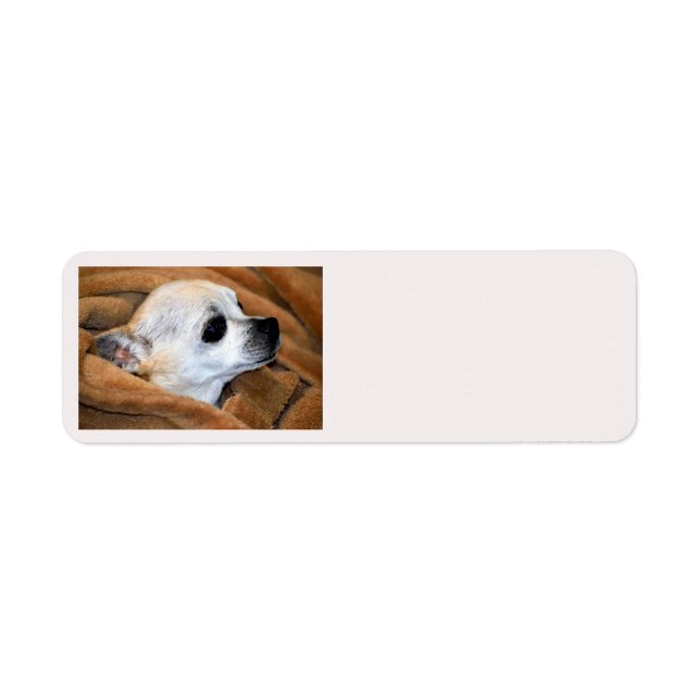 Chihuahua arrière - plan étiquette (Devant)