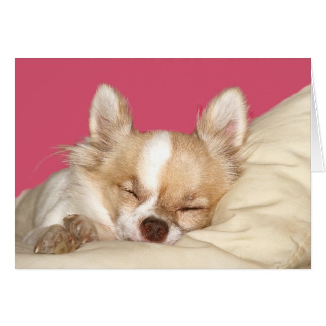 Chihuahua aux cheveux longs (Devant horizontal)