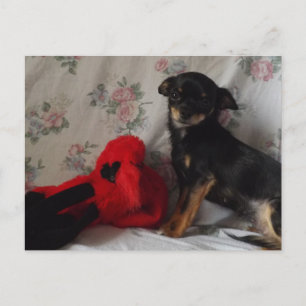chihuahua avec son jouet Carte postale