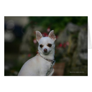 Chihuahua blanc