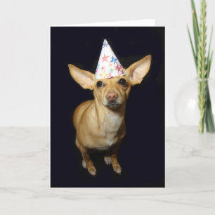 Chihuahua Chien Casquette Pièce Carte de voeux Ann