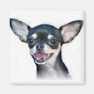Chihuahua chien Magnet