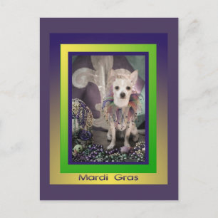 Chihuahua Chien Mardi Gras Carte Postale