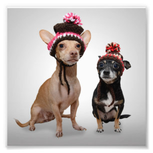 Chihuahua Chiens Avec Photo Casquette