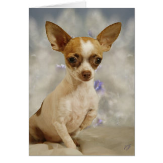 Chihuahua chiot drôle (crème/Brown) Première étape
