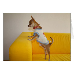 Chihuahua chiot sur le canapé jaune