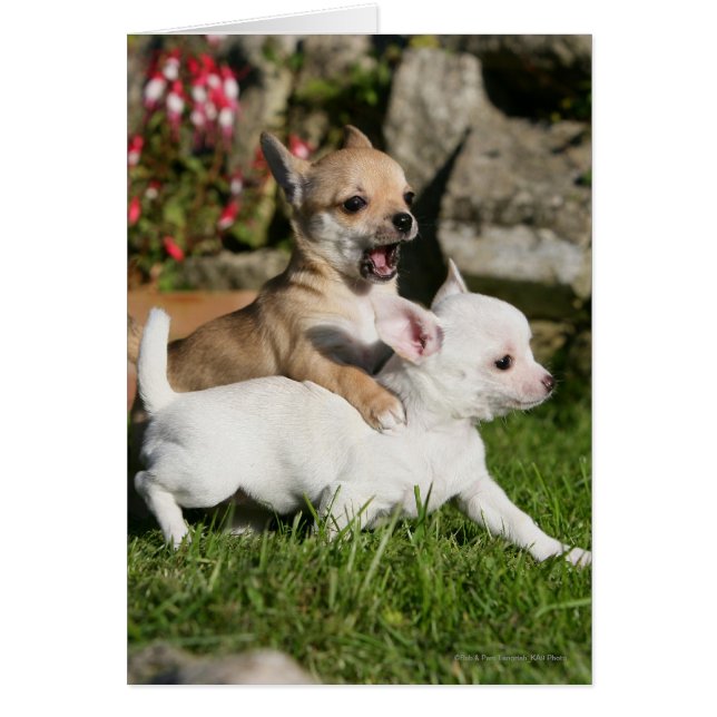 Chihuahua Chippie Jouer (Devant)