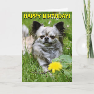 Chihuahua en fleurs carte d'anniversaire