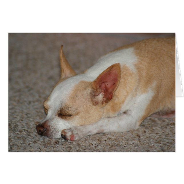 Chihuahua endormi (Devant horizontal)