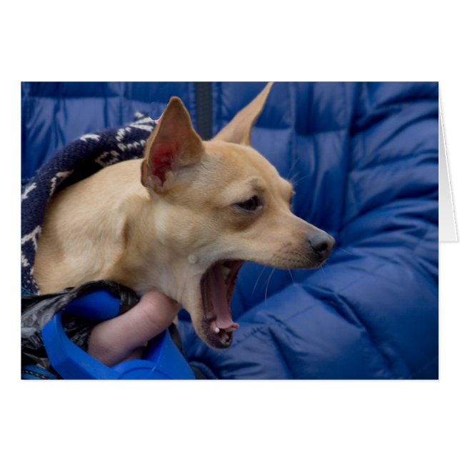 Chihuahua hurle (Devant horizontal)