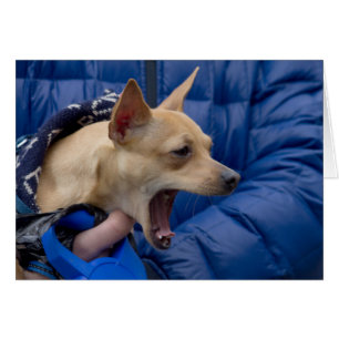 Chihuahua hurle