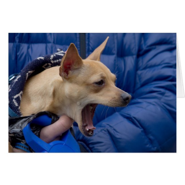 Chihuahua hurle (Devant Horizontal)