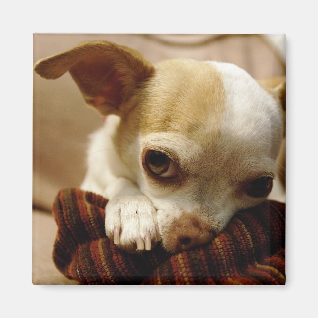 Chihuahua Magnet (Devant)