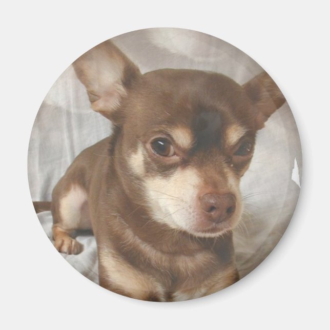 Chihuahua Magnet (Devant)