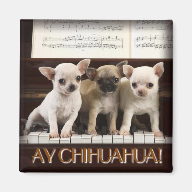 Chihuahua Magnet (Devant)