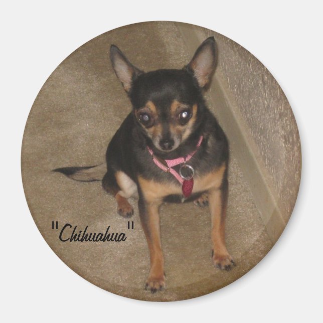 Chihuahua Magnet (Devant)