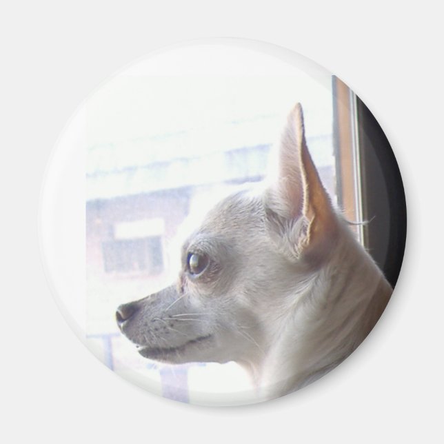 Chihuahua Magnet (Devant)