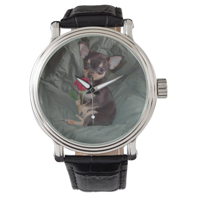 Chihuahua MerryRose tenant une montre Rose (devant)