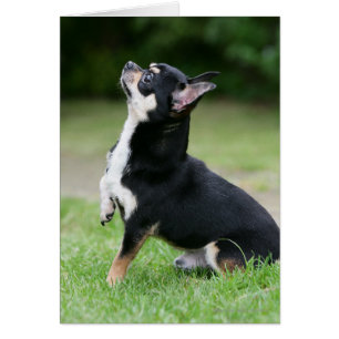 Chihuahua noir et crème