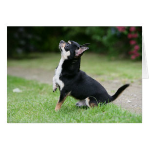 Chihuahua noir et crème