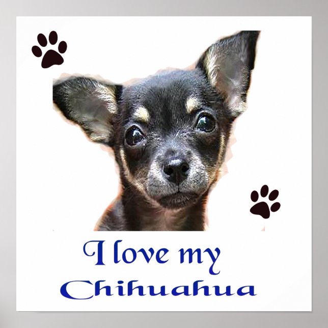 Chihuahua Poster (Devant)