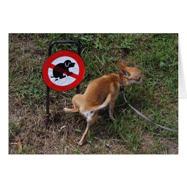 Chihuahua Puppy (Devant horizontal)