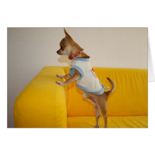 Chihuahua Puppy Sur Le Canapé Jaune
