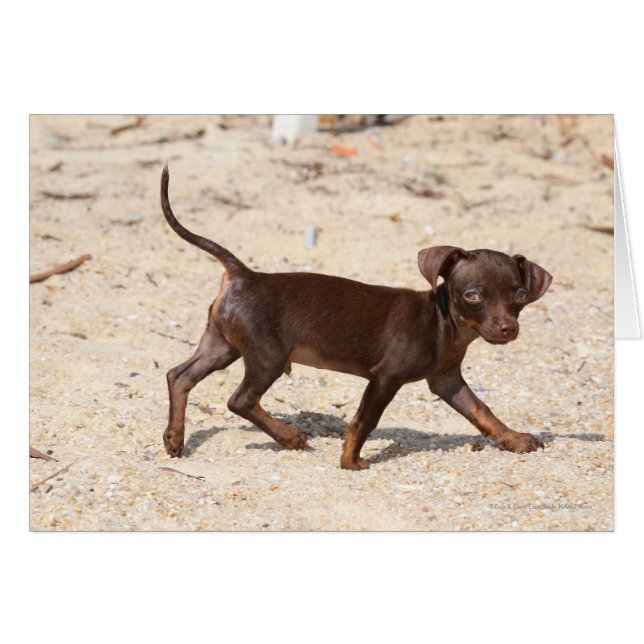 Chihuahua Puppy Walking (Devant horizontal)
