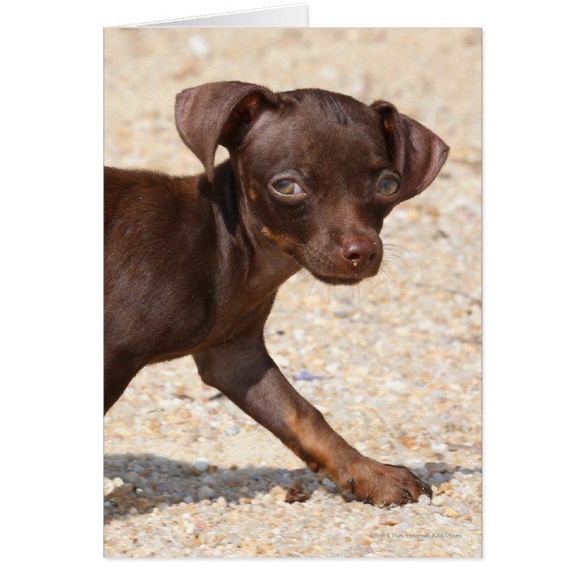 Chihuahua Puppy Walking (Devant)