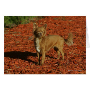 Chihuahua Regardant la caméra