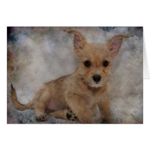 Chihuahua/Yorkie Puppy