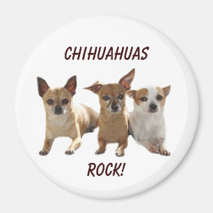 Chihuahuas Rock Magnet