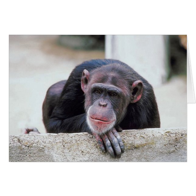 Chimpanzé (Devant horizontal)