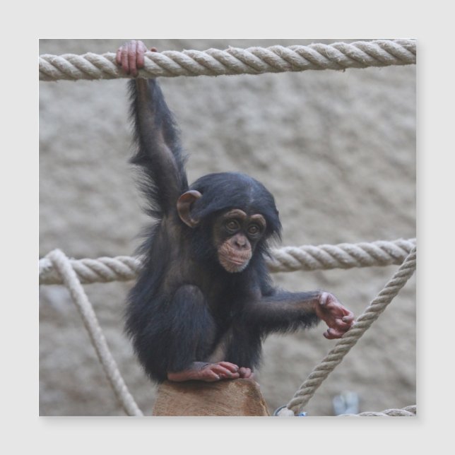 Chimpanzé 017 (Devant)