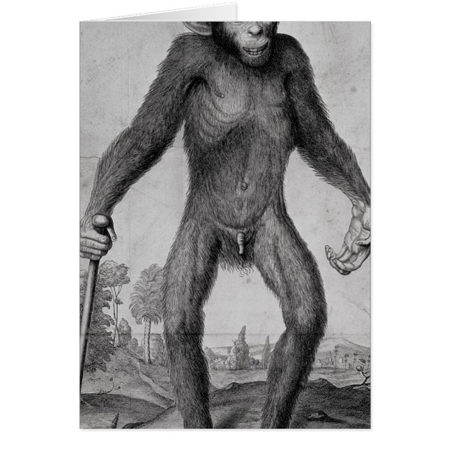 Chimpanzé, 1699 (Devant)