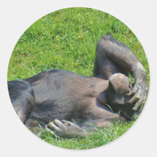 Chimpanzé - autocollant