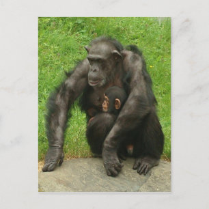 Chimpanzé avec bébé - Carte postale