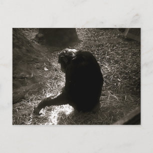 Chimpanzé - Carte postale