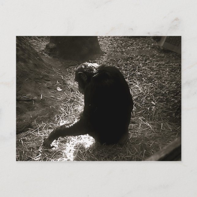 Chimpanzé - Carte postale (Devant)