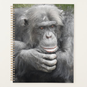 Chimpanzé contemporain