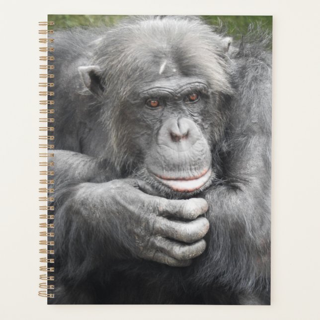 Chimpanzé contemporain (Devant)