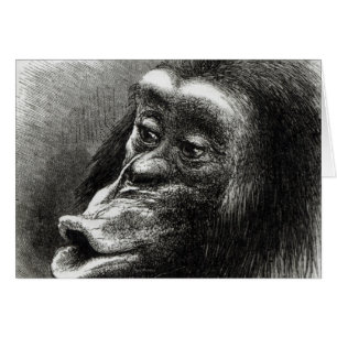 Chimpanzé déçu et boudeur