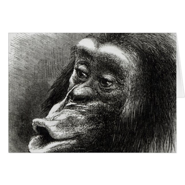 Chimpanzé déçu et Sulky (Devant horizontal)
