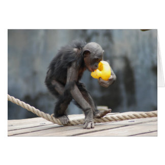 Chimpanzé et rubbérage Ducky