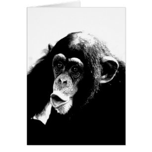 Chimpanzé noir blanc