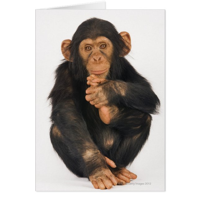 Chimpanzé (troglodytes paniques) (Devant)