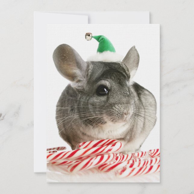 Chinchilla avec sucres de canne (Devant)