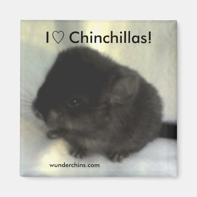 Chinchilla Love Magnet (Devant)