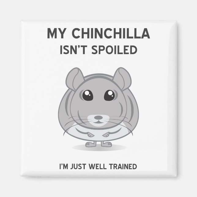 Chinchilla n'est pas un aimant gâté (Devant)
